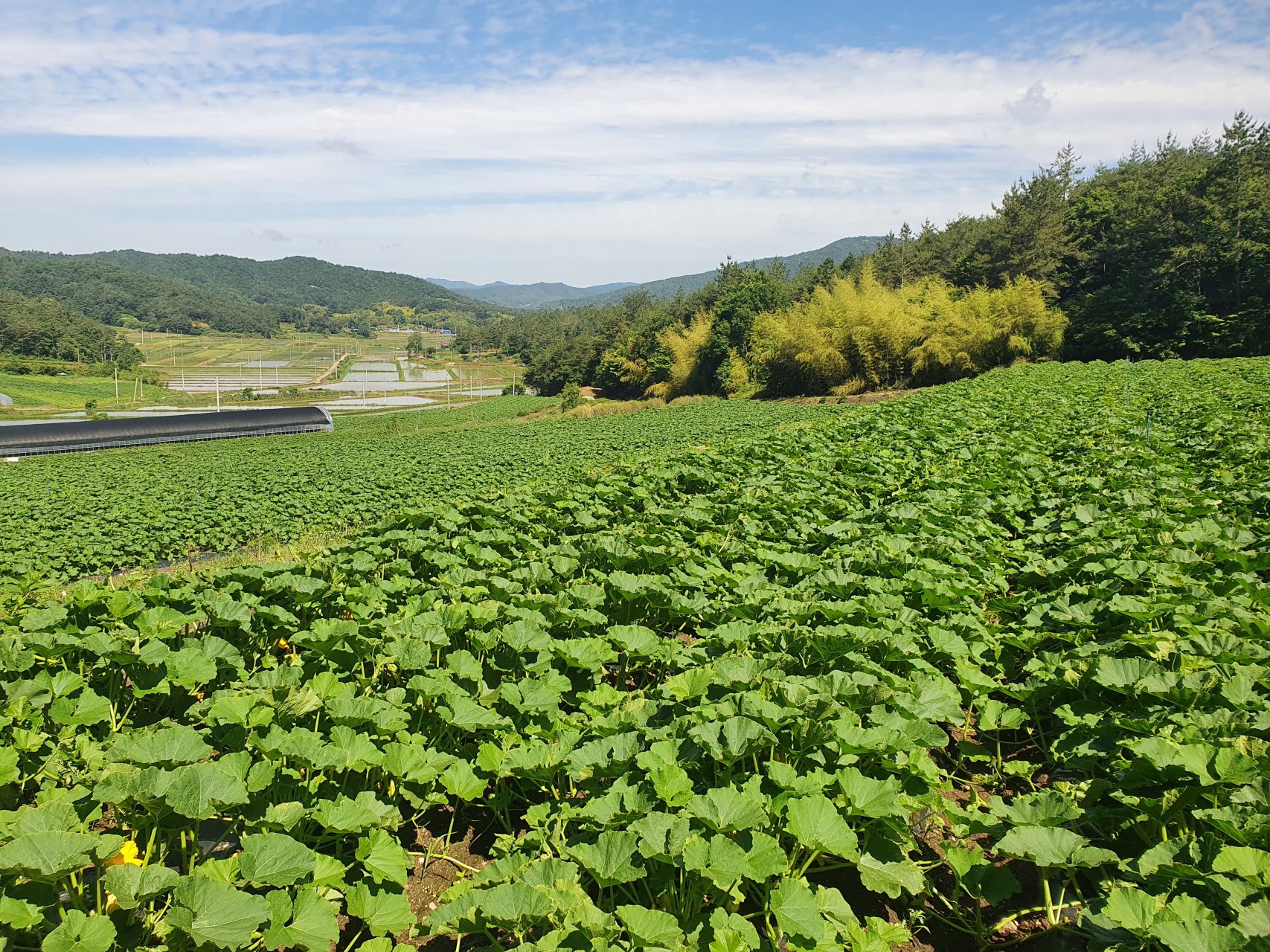 쿠라노타쿠미 전경