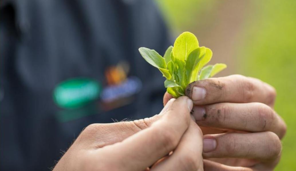 vilmorin mikado korea